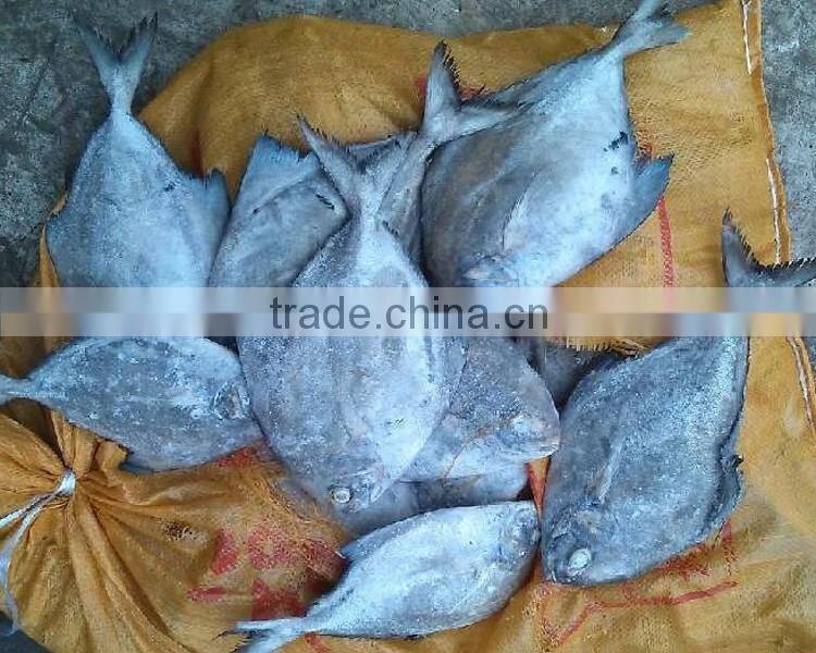 New season Seafood Frozen black pomfret W/R price