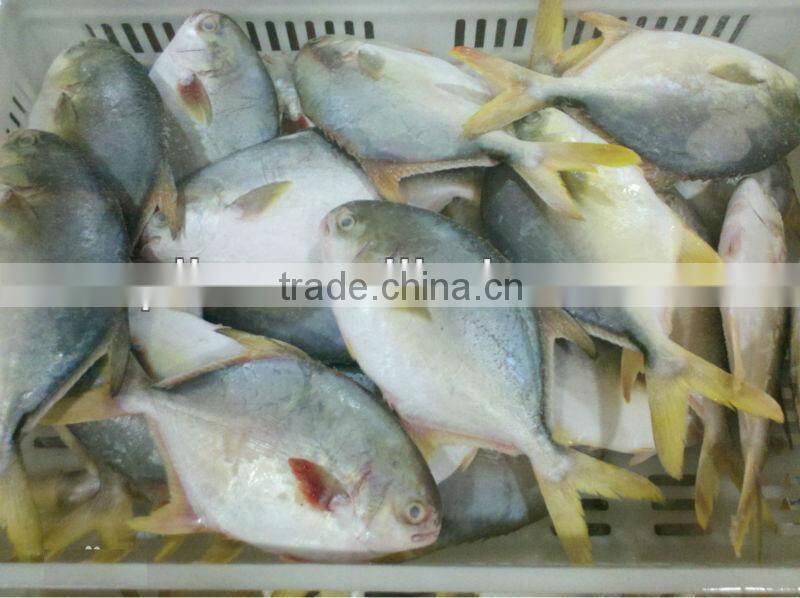 frozen golden pompano
