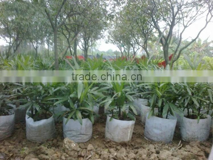 bamboo seedling