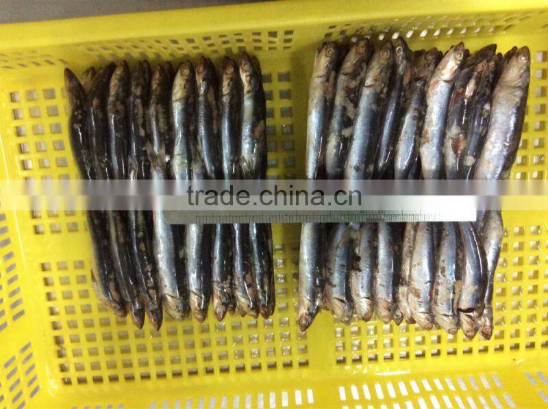 hot sales Land frozen anchovy