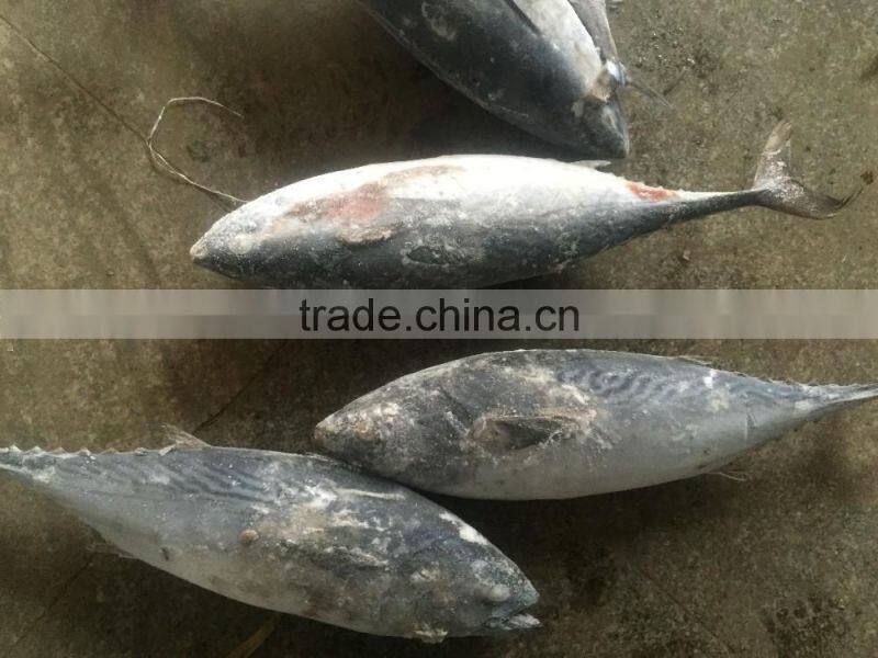 Hot Sale Whole Round Seafrozen High Quality Bonito Tuna
