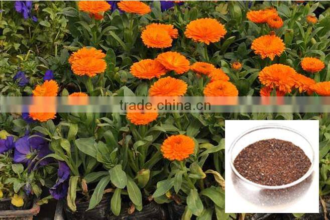 Herbal Supplement New Products High Quality Marigold Extract