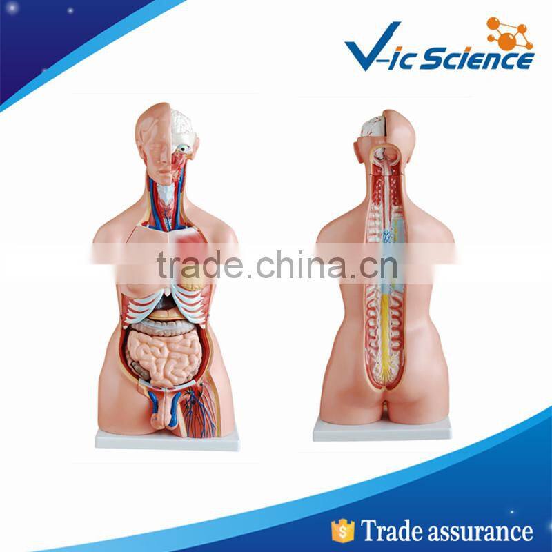 Top quality school needs torso and medical models with 28 parts
