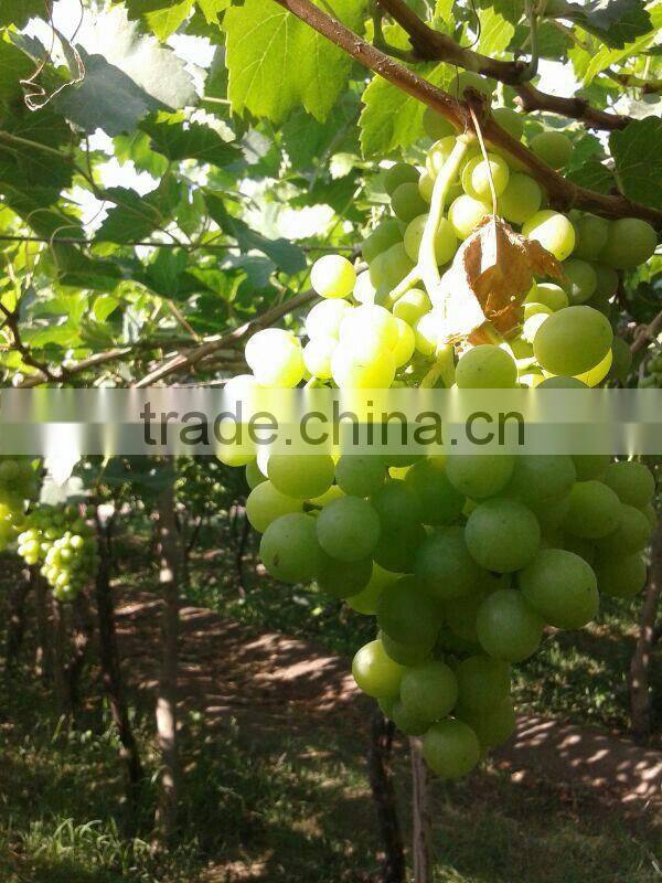 2014 crops fresh grapes