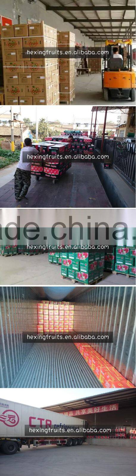 large quantity fresh green qinguan apple from China
