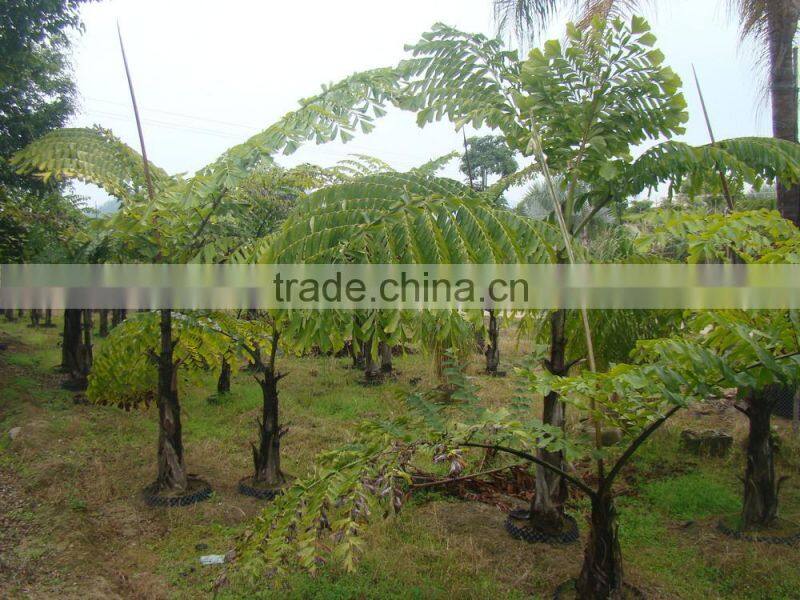 wholesale outdoor decrotive landscaping ornamental palm Caryota urens L