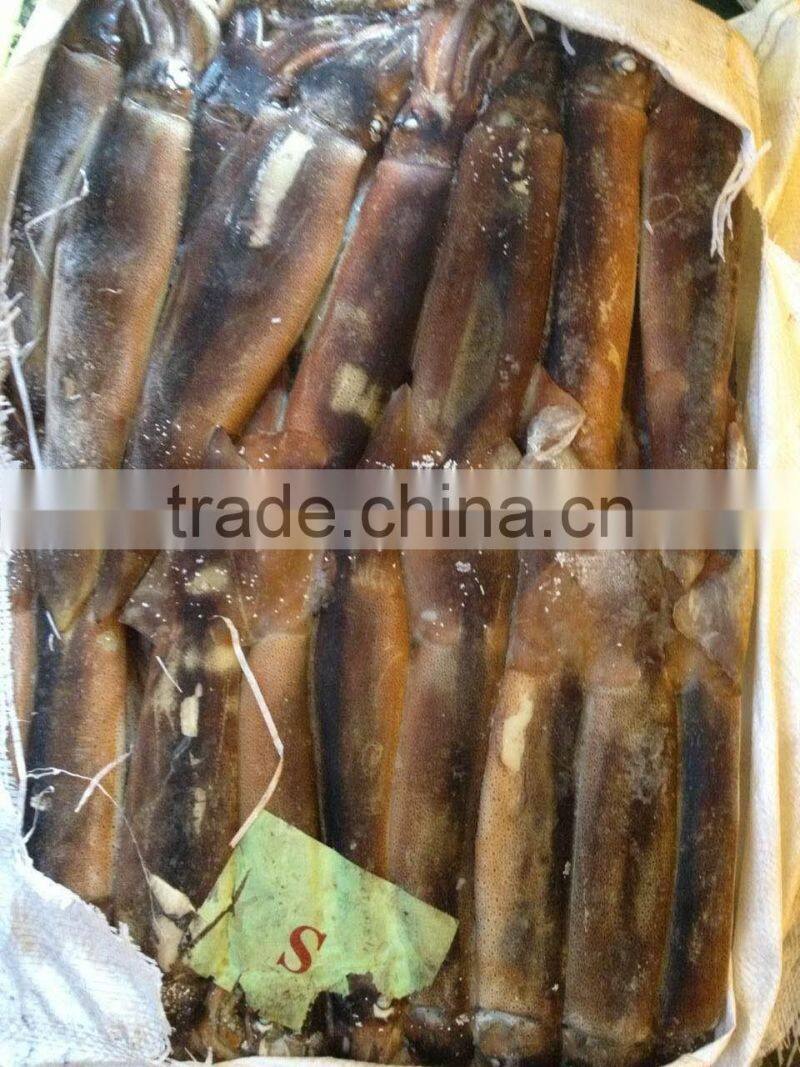Frozen argentinus argentina illex squid exporter