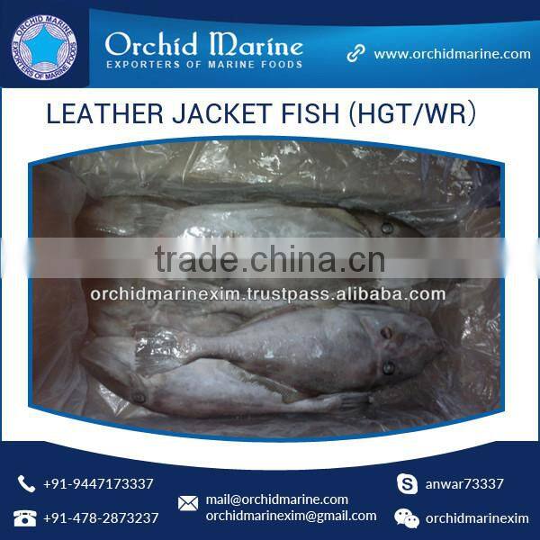 Best Frozen Whole Round Leather Jacket Fish at Best Price