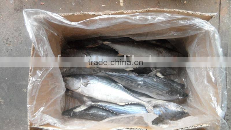 China fresh frozen bonito whole round