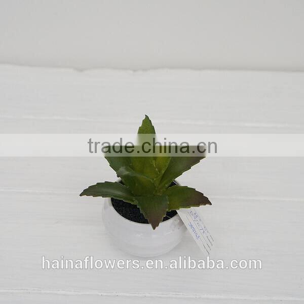 Best selling factory direct price tropical plants mini potted cactus