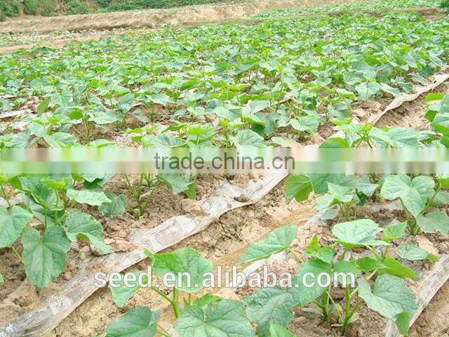 SXC No.10 early maturity f1 hybrid cucumber seeds