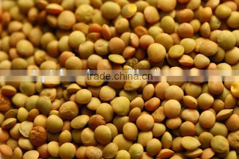Lentil