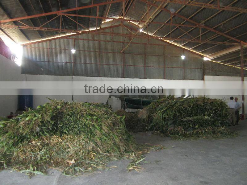 Corn silage in Viet Nam