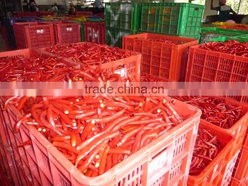 Vietnam Fresh Chili Very Hot competitive price