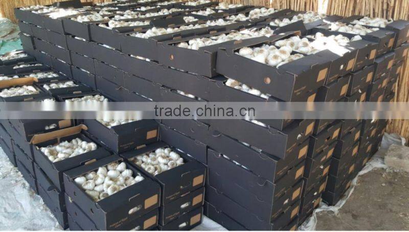 TAKE PART OF PRODUCT GARLIC