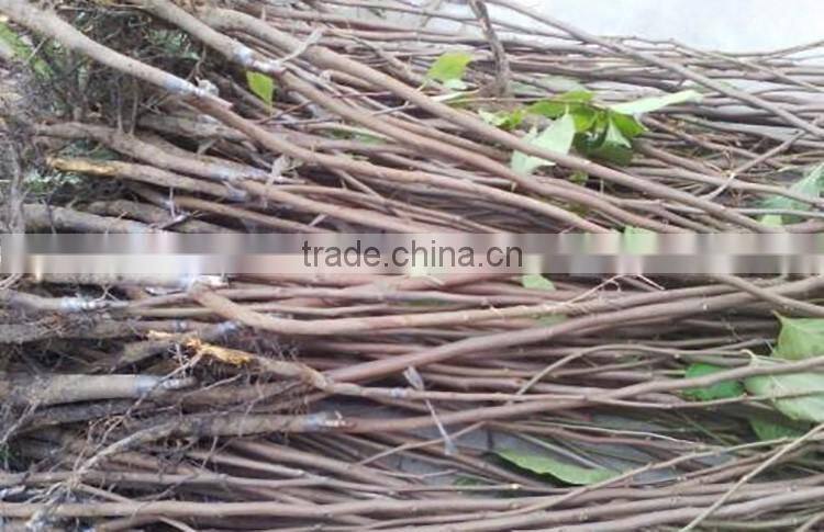 Jujube tree seedling