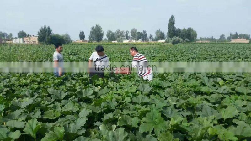 shelled and roasted Chinese green pumpkin seed kernels New Crop