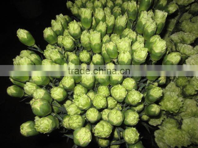 Fresh cut Flower Carnation all colour Mother's day