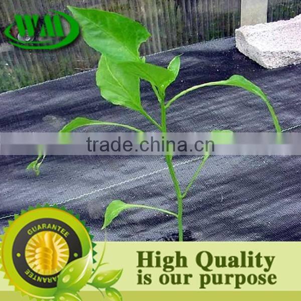 Strawberry protect plastic cover colth