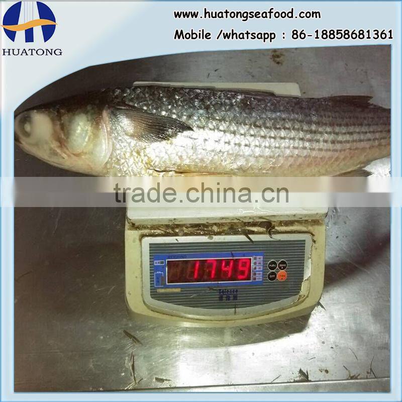 land frozen grey mullet whole round with size 1500-2000g