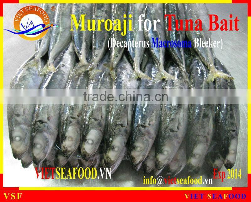FROZEN W/R MUROAJI FOR TUNA BAIT