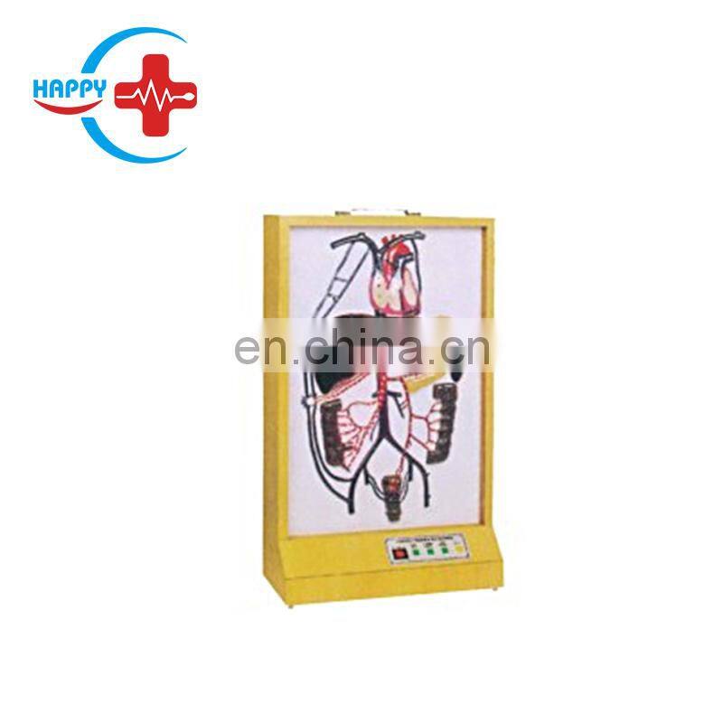 HC-S286 Electrical Human Autonomic Nervous System Model/Human Anatomy Nerve Motor Model for Medical Training