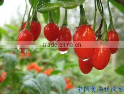 Chinese Ningxia wolfberry ,organic goji