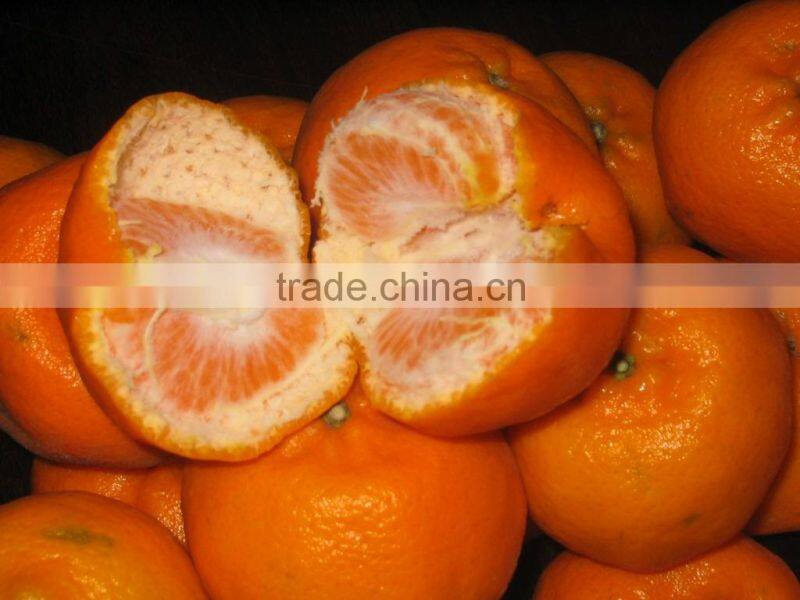 Fresh Mandarin Orange with Factory Wholesales Price
