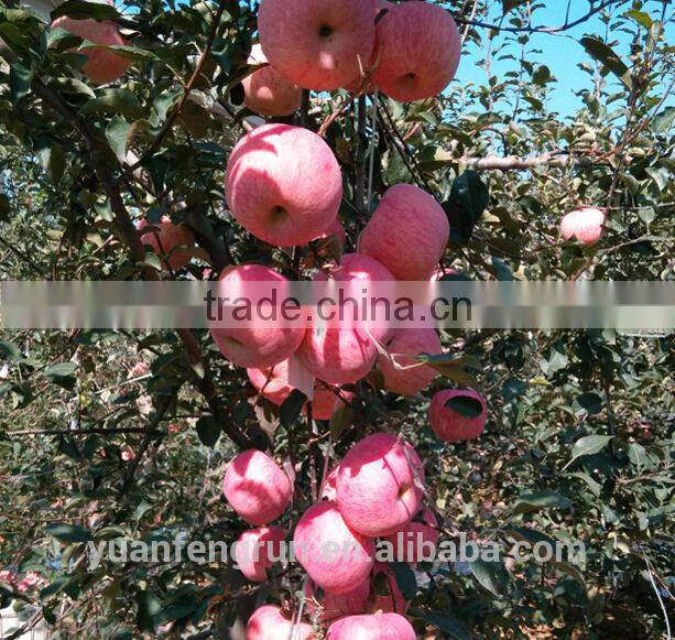 Hot sale chinese Fuji apple