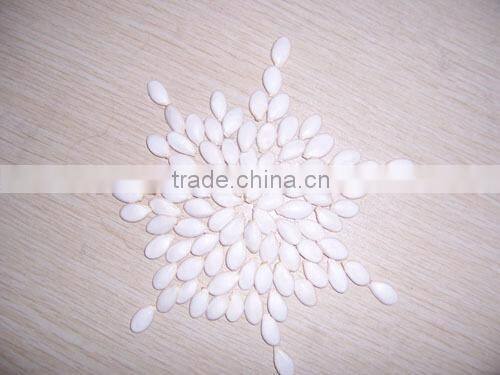 Hybrid F1 Roots Stock Seeds for grafting