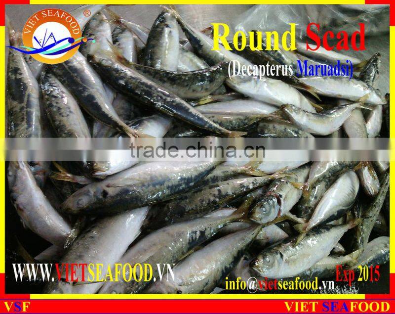 FROZEN WHOLE ROUND MARUADSI (ROUND SCAD)