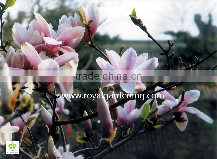 magnolia soulangeana flower trees