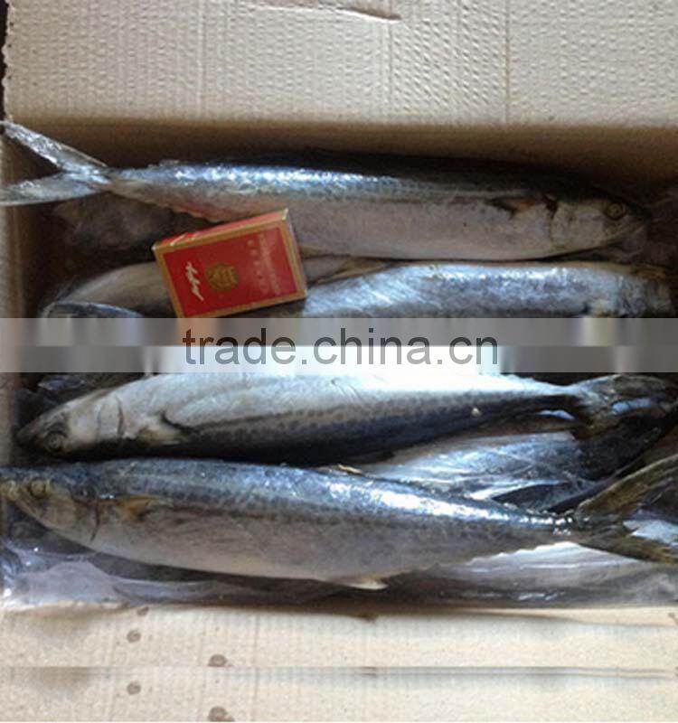 frozen spanish mackerel+frozen pacific mackerel
