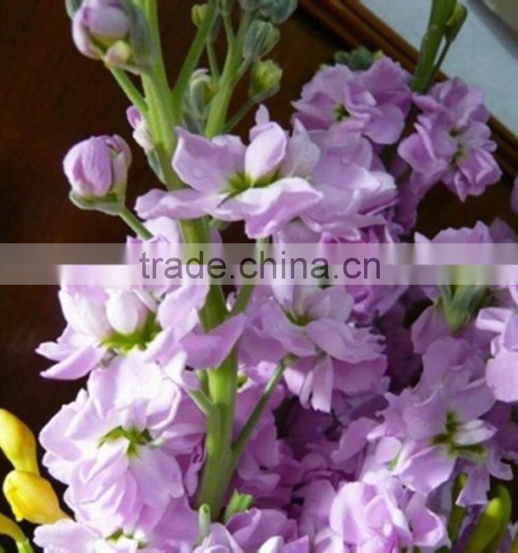 Alibaba china stylish cut fresh violet flowers