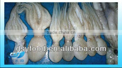 fresh frozen baby octopus