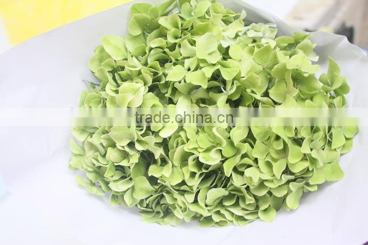Fresh crazy selling fresh hydrangea export from china