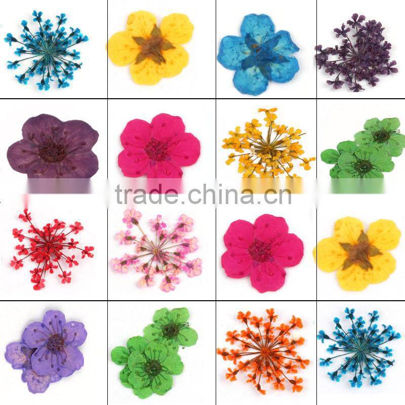 Hot sell nail art natural dried flowers for nail art decoration,nail accessory ZX:GH747