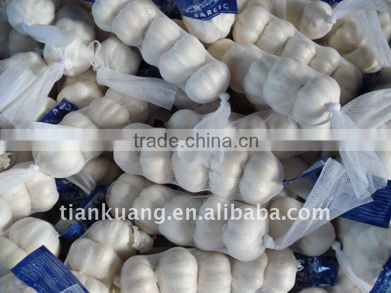 6cm pure white garlic