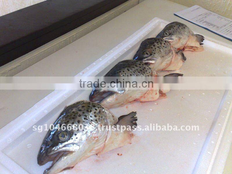 ATLANTIC SALMON HEADS