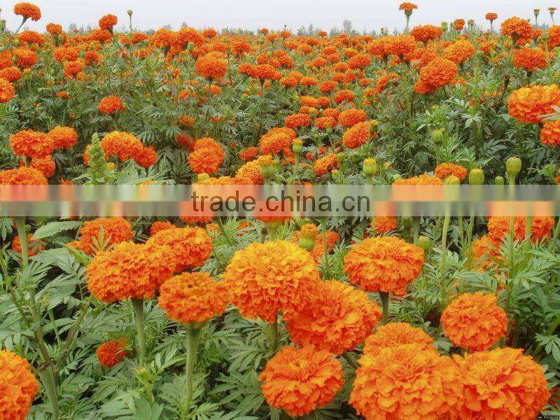 GMP Certified Manufacturer Supply Lutein Supplement