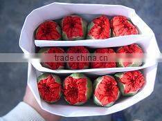 Fresh cut Flower Carnation all colour Mother's day