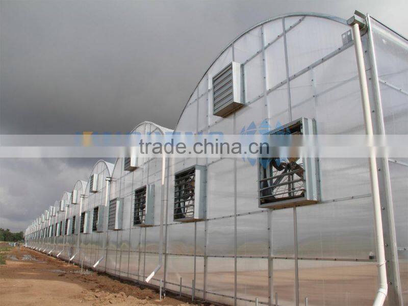 Plastic Film Greenhouse for agriculture