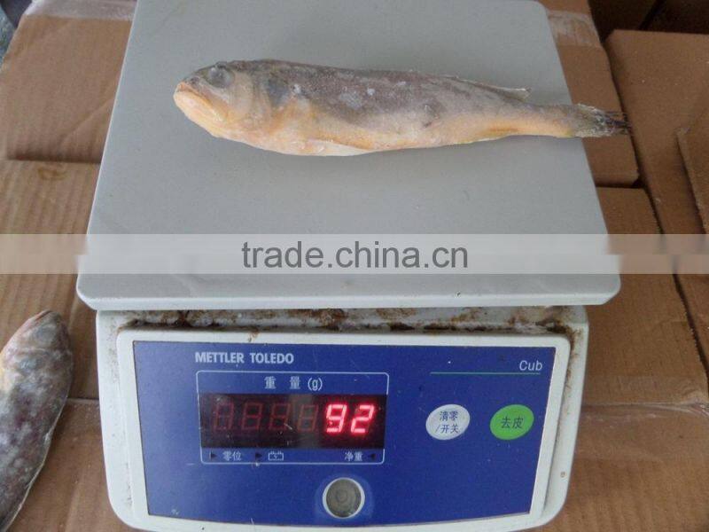Frozen Yellow Croaker 40-100