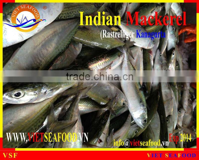 FROZEN INDIAN MACKEREL