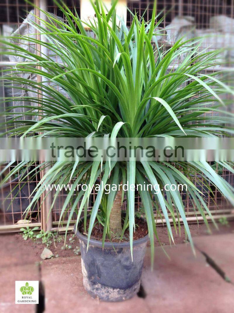 Dracaena draco indoor plants Ornamental Plants
