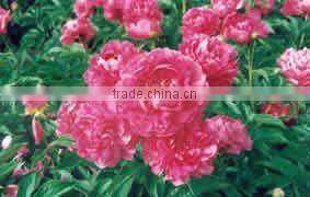 Tree Peony Plant Root Chun Hong Jiao Yan