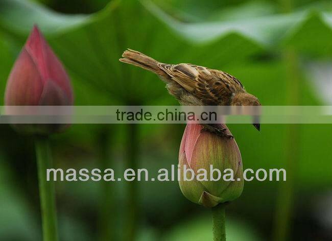 2.0x 74mm Telephoto lens 827