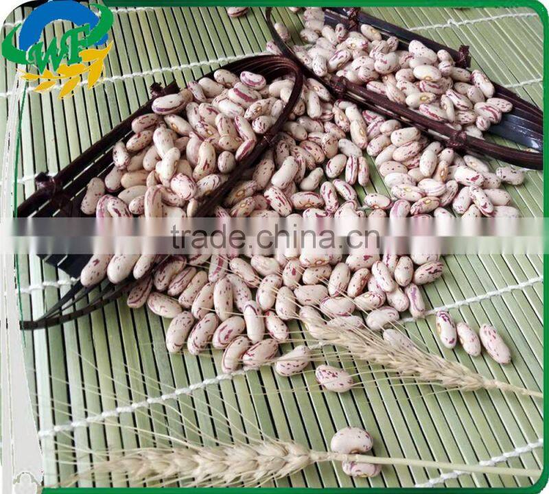 Chinese Light Speckled Kidney beans Long Shape on promotion