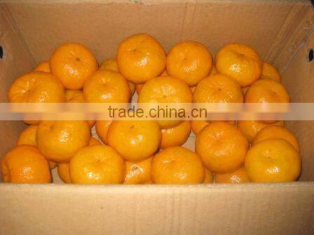 Fresh Mandarin Orange with Factory Wholesales Price