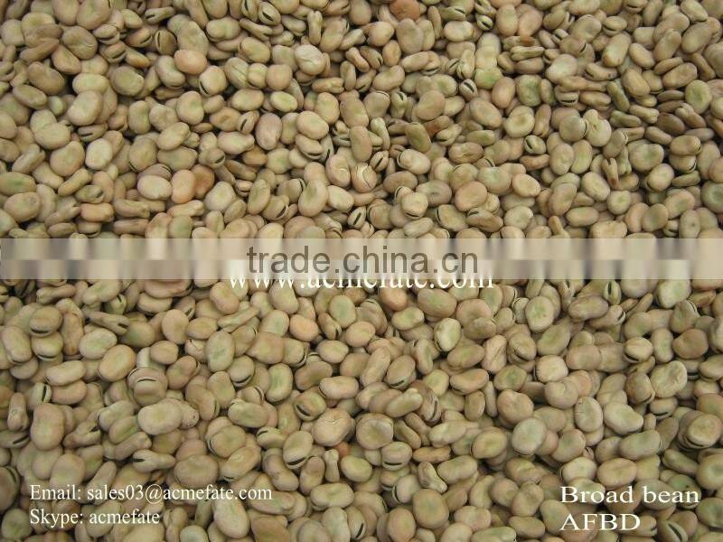 Broad Beans